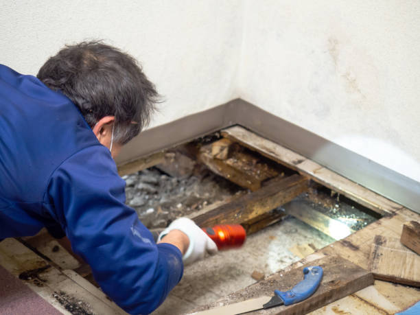 Best Certified Mold Removal  in West Park, NJ