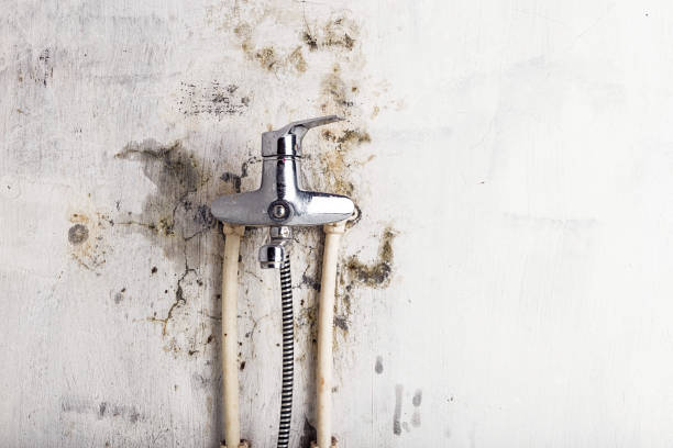 Best Emergency Mold Removal  in West Park, NJ
