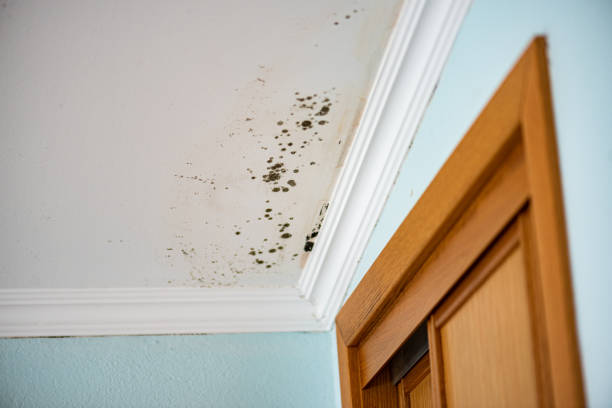 Best Toxic Mold Removal  in West Park, NJ