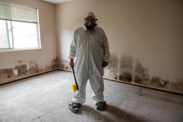 Best Fast Mold Removal  in West Park, NJ