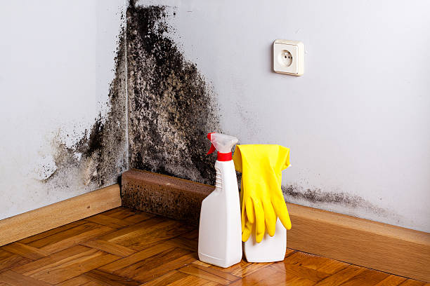 Certified Mold Removal in West Park, NJ