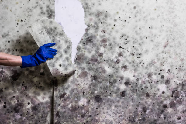 Best Same-Day Mold Removal  in West Park, NJ