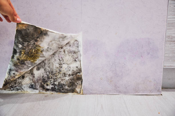 Best Mold Cleaning Services  in West Park, NJ